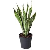 Pflanzen Kölle Bogenhanf, Sansevieria trifasciata 'Laurentii', Gesamthöhe ca. 60