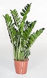 Zimmerpflanze von Botanicly – Glücksfeder – Höhe: 90 cm – Zamioculcas Z