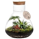 Ecoworld Tropical Biosphere - Flaschengarten mit Licht - 3 Farbige Zimmerpflanzen - Pflanzen Terrarium Komplett-Set - Piramide Glas XL: Ø 30 cm, Höhe 36