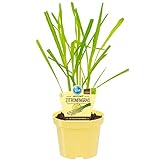 Bio Zitronengras (Cymbopogon citratus), Kräuter Pflanzen aus nachhaltigem Anbau, (1 Pflanze)
