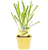 Bio Zitronengras (Cymbopogon citratus), Kräuter Pflanzen aus nachhaltigem Anbau, (1 Pflanze)