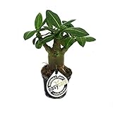 Exotenherz - Mini-Wüstenrose, Adenium obesum, Überraschungsfarb