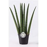 Sansevieria Cylindrica Fan ca. 70 cm Bogenhanf Schwiegermutterzunge bessere R