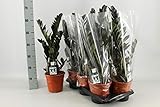 Zamioculcas Raven 70-80 cm - Schwarze Zamioculcas - Zimmerp