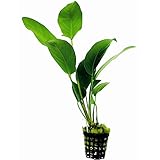 Aquarium-Pflanzen Viva Anubias Hastifolia aus Vase, leicht zu zerk