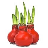 3x Echte Amaryllis gewachst/wax HELL ROT Amaryllis Hippeastrum Blumenzwiebel - bunte Blumenzwiebeln im Set - behandelte Blumenzwiebel - lange haltbar, pflegeleichte Zimmerpflanze mit großer Blü