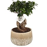 Zimmerpflanze von Botanicly – Bonsai – Höhe: 45 cm – Ficus microcarpa Ginseng