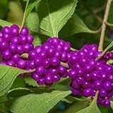 50 stücke Beautyberry Samen - Home blühende hohe Ertrag Bonsai Pflanzen Sämlinge für Hof Samen 1