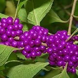 50 stücke Beautyberry Samen - Home blühende hohe Ertrag Bonsai Pflanzen Sämlinge für Hof Samen 1