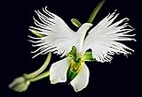 50 Samen Seltene Weiße Taube Orchidee White Dove O