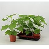 Zimmerlinde 40 cm - Sparmannia africana - Zimmerpflanze - Grünpflanze - Luftreinigung