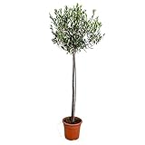 Olivenbaum am Stiel | Olea Europaea - Freilandpflanze im Gärtnertopf ⌀21 cm - ↕100-110