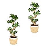 Bonsai-Baum | Ficus 'Ginseng' S-Form pro 2 Stück - Zimmerpflanzen im Dekokorb ⌀21 cm - 70