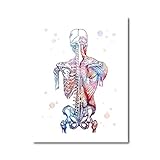 xmydeshoop Menschliche Muskeln Leinwand Kunstdruck und Poster Aquarell Muskelsystem Skelett Anatomie Malerei Körperkunst Wanddekor Medizinischer Druck (V-397) 40x50CM No F