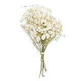 YUNGLI Mini natürliche getrocknete Blumen Bouquet natürliche frische getrocknete konservierte Blumen kleine trockene Blumen Home Decoration(beige)