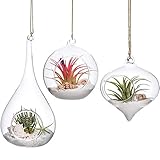 Mkouo 3 Pack Glas hängender Pflanzer Air Fern Holder Terrarium Pflanzen Kleiderbügel Vase Home Decoration Xmas Gift for Succulent Moss Tillandsias Air Plants, Olive, Globe and Teardrop