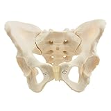 HeineScientific Weibliches knöchernes Beck