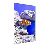 Tulup Glas-Bild Wandbild aus Glas - Wandkunst - Wandbild hinter gehärtetem Sicherheitsglas - Dekorative Wand für Küche & Wohnzimmer 50x100 - Tiere - Nemo Fisch - Orang