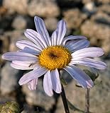 Herbstaster Hebe - Chry