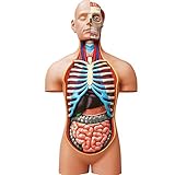 EXPLORA SCIENCES Explore 546080 Anatomie des menschlichen Torsos, realistisches Modell, 54 Teile, 40 cm, Torso + abnehmbare Elemente + Sockel, Entdeckungs-Set, ab 8 J
