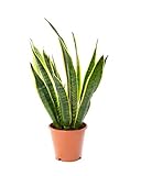 AIRY Bogenhanf (Sansevieria Trifasciata) • Luftreinigende Pflanze • Topf-Ø ca. 12cm, Höhe mit Topf ca. 35cm • Zimmerpflanze in gärtnerischer Qualität • Sicherer Pflanzenversand • Deutsche G