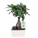 Ficus microcarpa Ginseng | Bonsai Baum | Indoor Zimmerpflanzen | Höhe 30-35cm | Übertopf weiß Ø 15x8