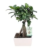 Ficus microcarpa Ginseng | Bonsai Baum | Indoor Zimmerpflanzen | Höhe 30-35cm | Übertopf weiß Ø 15x8