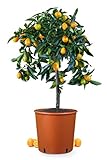 Meine Orangerie Kumquat Mezzo - echte Zitruspflanze - Fortunella margarita - 70 bis 90 cm - Ovale Kumquat - Kumquat Tree - veredelte Zwergorange in Gärtner-Q
