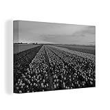 Leinwandbild - Tulpenfelder in Süd-Holland - schwarz und weiß - 150x100