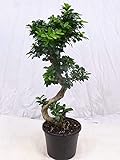[Palmenlager] - Ficus microcarpa GINSENG 70/80 cm - // Zimmerpflanze BONSAI