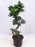 [Palmenlager] - Ficus microcarpa GINSENG 70/80 cm - // Zimmerpflanze BONSAI