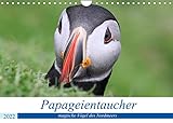 Papageientaucher 2022 - Magische Vögel des Nordmeers (Wandkalender 2022 DIN A4 quer)