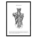 Nacnic Anatomie Poster. Vintage Stil Wanddekoration Abbildung von Rückenmuskulatur, Muskeln und Knochen. Verschiedene menschliche Körper, Biologie und Medizin Bilder ohne Rahmen. Größe A3