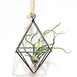 MINGMIN-DZ Dauerhaft Freistehend Hängetöpfe Geometric Schaukel Schmiedeeisen Tillandsia Air Pflanzen Halter dreieckförmige Metall Schwarz G