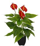 Künstliche Anthurium Pflanze im Topf Anthurie exotische Flamingoblume Flamingo Blume exotische Pflanze mit roten Blüten Flamingopflanze Kunstpflanze Dekopflanze Kunstblume Deko Zimmerpflanze B