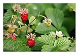 3 Stück Wald-Erdbeeren im Topf (Fragaria vesca)