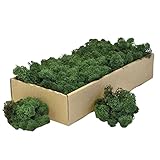 Islandmoos - Das original Islandmoos zum basteln und Dekorieren. Echtes Naturprodukt. Dekomoos, Moos zum basteln, Deko Moos natur konserviert (0.5 Kg, Dunkelgrün)