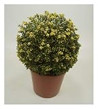 3 x Ilex crenata 'Convexa‘ Kugel 30-40 cm (Löffel Ilex) Buxbaum Buxus Buchs Ersatz ab 24,90 € pro Stück