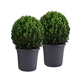 Mein schöner Garten Buchsbaum-Kugel – 2er-Set - Buxus sempervirens – echte Buchsbaum Pflanze – Heckenpflanze – Liefergröße inklusive Topf ca. 30-40 cm - mehrjährig – w