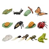 TOYANDONA Tiere Lebenszyklus Figuren Schmetterling Marienkäfer Frosch Kunststoff Insekten Tier Wachstumszyklus 3 Sätze Kinder Pädagogische Modell Lernspielzeug Desktop Dek