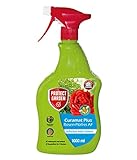 PROTECT GARDEN Curamat Plus Rosen-Pilzfrei AF (ehem Bayer Garten Baymat), anwendungsfertiges Spritzmittel gegen Pilzkrankheiten an Rosen und Zierpflanzen, 1 L