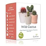 Cultivea Mini – “Ready to Grow” Kaktus-Set – Französische Samen 100% ökologisch – im Garten und zum Dekorieren – Geschenkidee (Pitaya „Drachenfrucht“, Ferocactus, Pilosocereus und Cactus Mix)