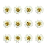 EXCEART Getrocknete gepresste Blumen, Gänseblümchen, Blütenblätter für Bastelarbeiten, Kunst, Kerzen, Seife, Handyhülle, Lesezeichen, DIY, gepresste Herbarium, Blumendekoration, 12 Stück
