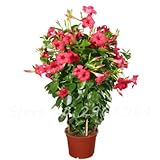 50 PC/bag Rare Dipladenia sanderi Samen Stauden Kletter Mandevilla sanderi Blumen im Freien Zier Bonsai Gartenpflanze 14