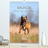 Malinois Power auf vier Pfoten (Premium, hochwertiger DIN A2 Wandkalender 2022, Kunstdruck in Hochglanz)
