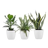 3x Mix Trendige Pflanzen für das Schlafzimmer | Clusia rosea, Nephrolepis, Sansevieria trifasciata | Grüne Zimmerpflanzen | Höhe 20-40cm | Inkl. Topf ELHO weiß Ø 14