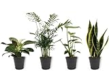 4er Set Zimmerpflanzen - Sansevieria, Philodendron, Monstera & Chamaedorea - Zimmerpflanze im schwarzen Übertopf- Höhe +/- 25cm inklusive Topf - 12cm Durchmesser (Topf) - Luftreinigend - 4 Stück
