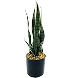 Fycooler Künstliche Pflanzen Sansevieria, 40cm Künstliche Schlangenpflanze im Topf Sansevieria Laurentii Pflanze, Schwiegermutter Zunge Gefälschte Agave Schlangenpflanze Innengrün Home-Office-Dek