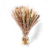 60Stk. getrocknete Pampasgras natürliche Pampas Kaninchenschwanzgras Schilf Hafer Trockenblumen flauschig 45 cm DIY Blumenarrangements Deko für Boho Hochzeit inneneinrichtung Wohnzimmer Geschenk