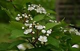 Glanzmispel Photinia villosa Pflanze 5-10cm Scharlach-Glanzblattmispel R